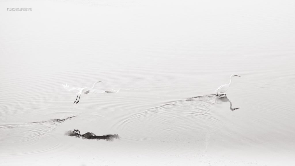 B&W Birds