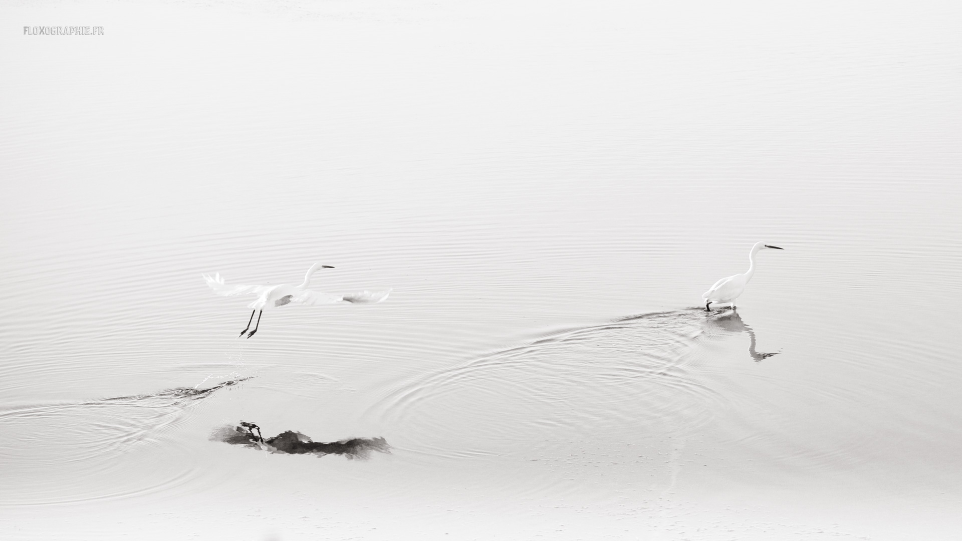 Egretta Garzetta