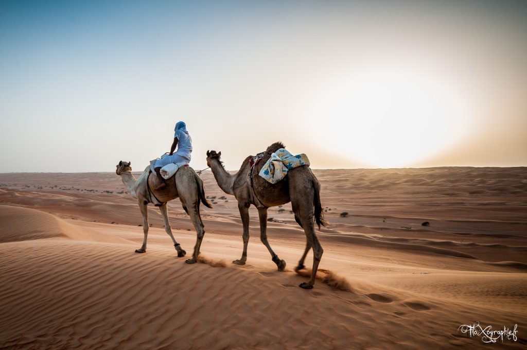 Oman – Wahiba Sands Camels