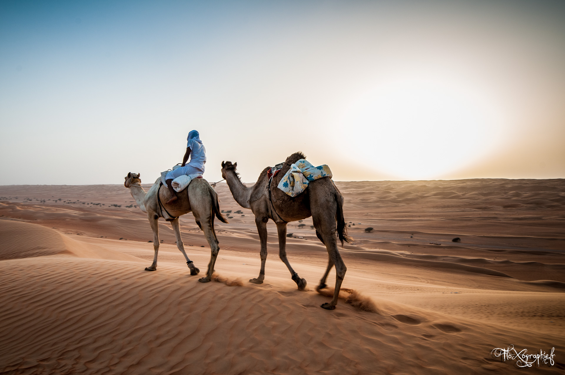 Oman – Wahiba Sands Camels