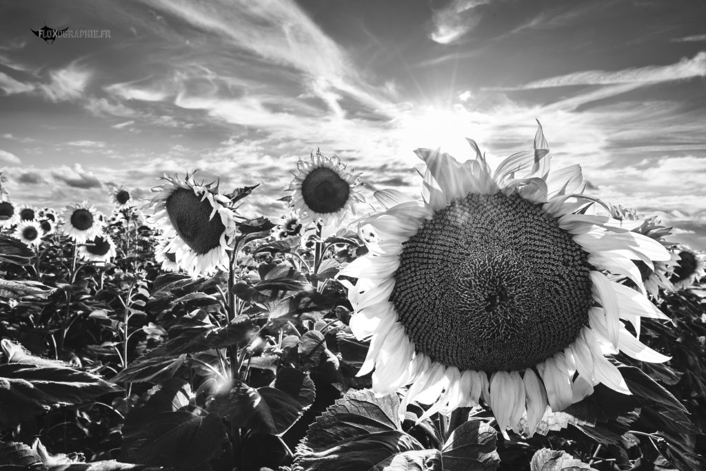 Le jour où le soleil se coucha à l’est