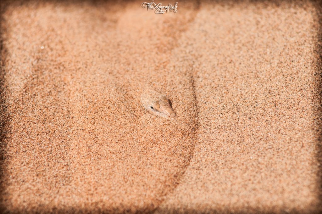 FloXographie-DSC3563-Modifier