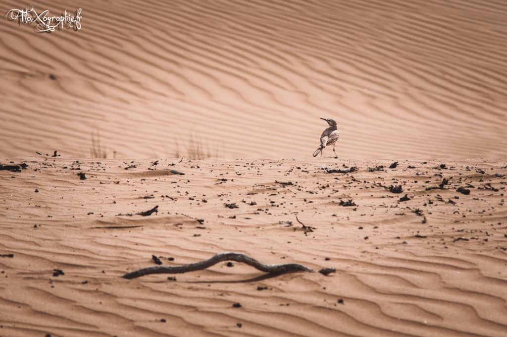 Oman – Wahiba Sands Bird 1
