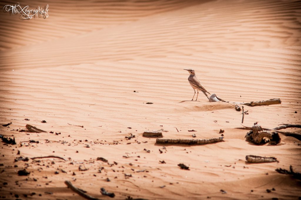 Oman – Wahiba Sands Bird 2