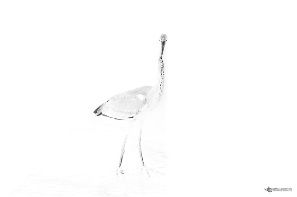 Ardea cinerea