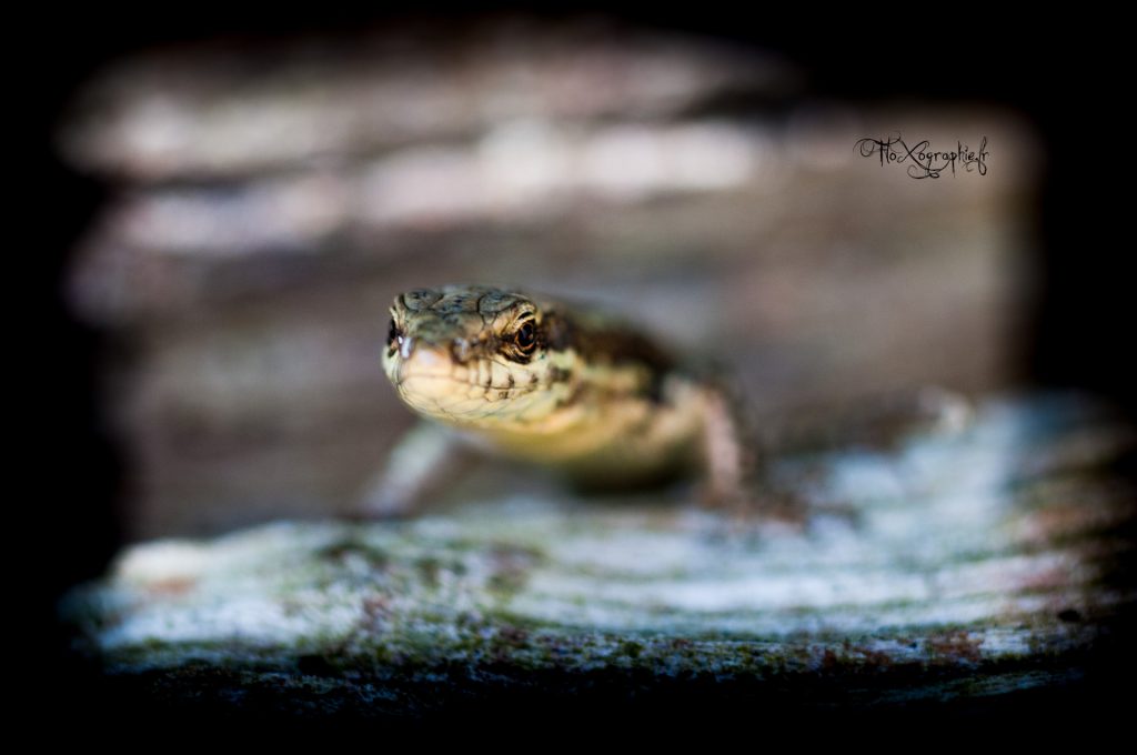FloXographie-DSC5603-Modifier