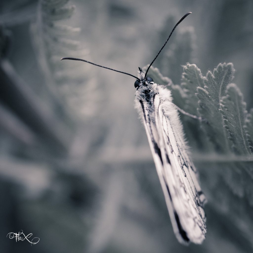 FloXographie-DSC6789-Modifier-2