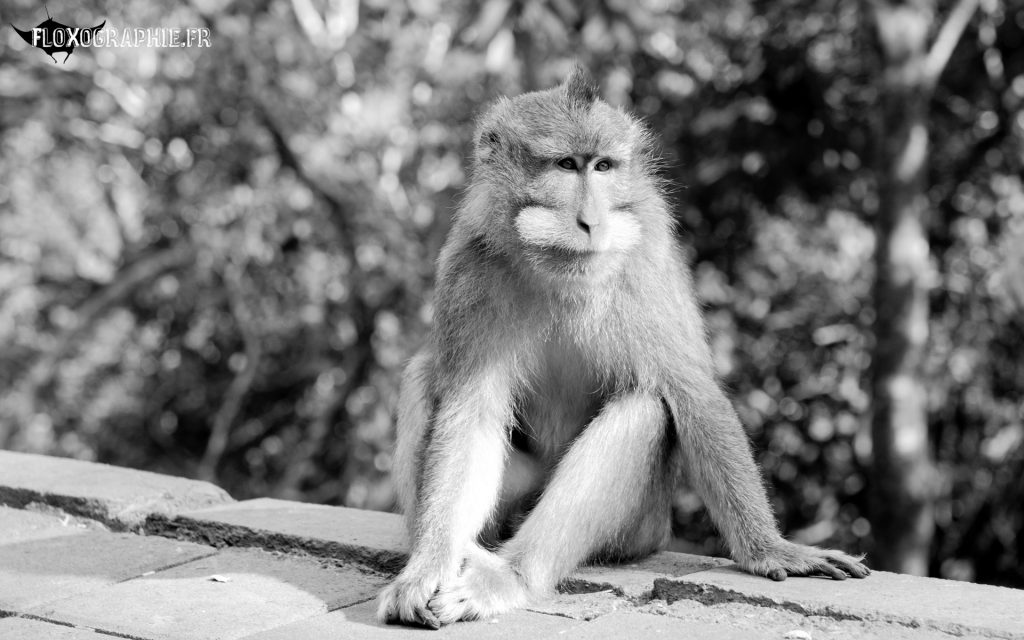 Macaque Crabier – 1