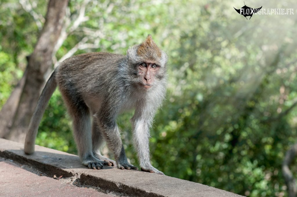 Macaque Crabier – 2