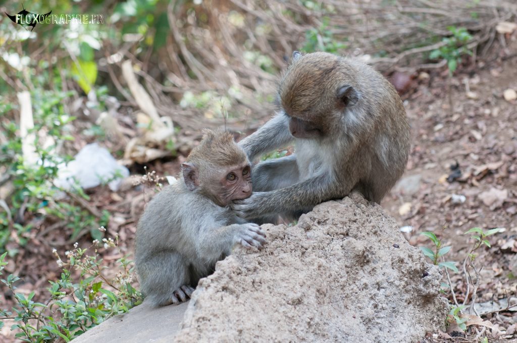 Macaque Crabier – 3