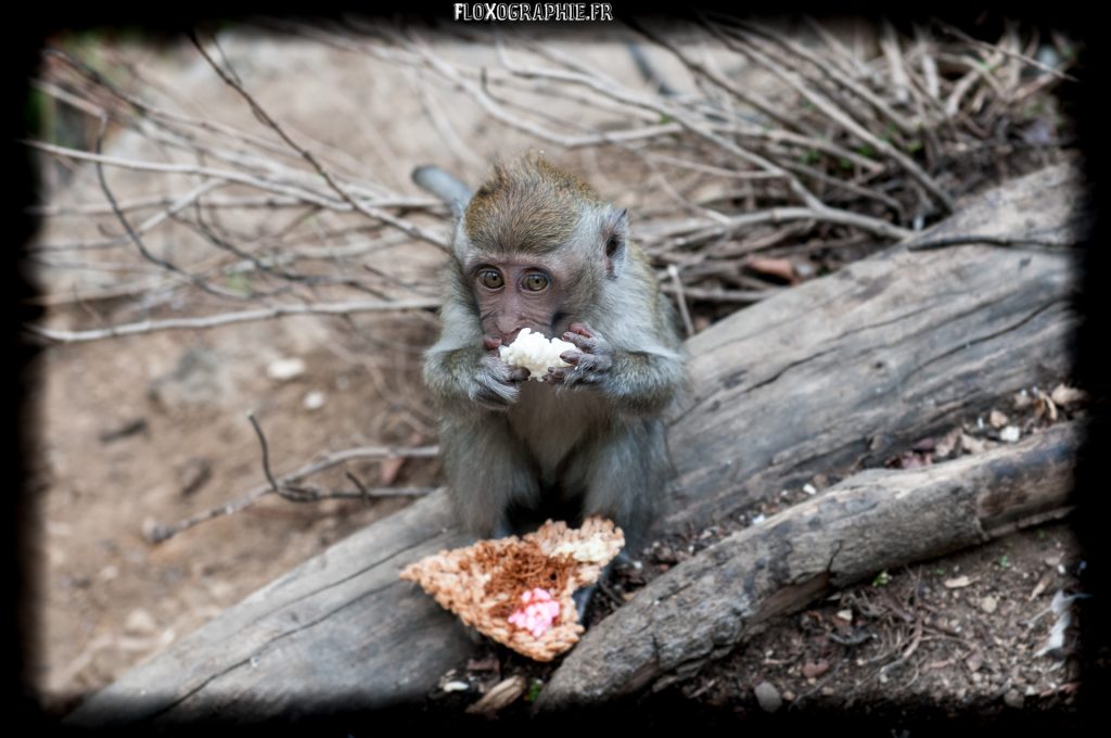 Macaque Crabier – 4
