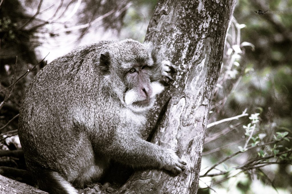 Macaque Crabier – 8