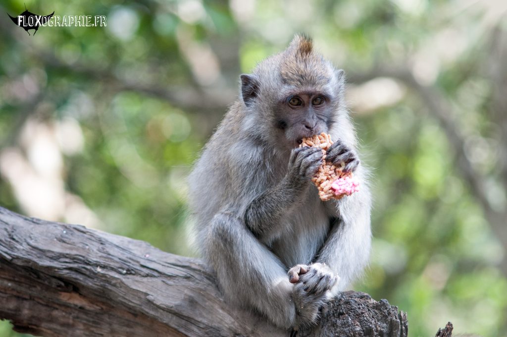 Macaque Crabier – 5