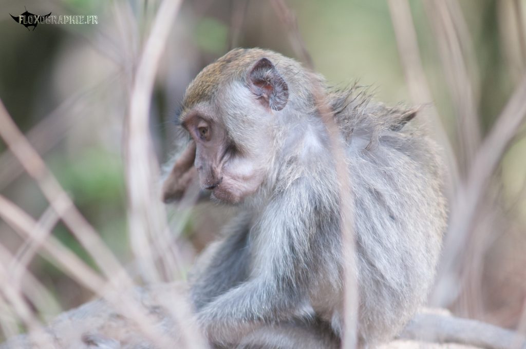 Macaque Crabier – 6