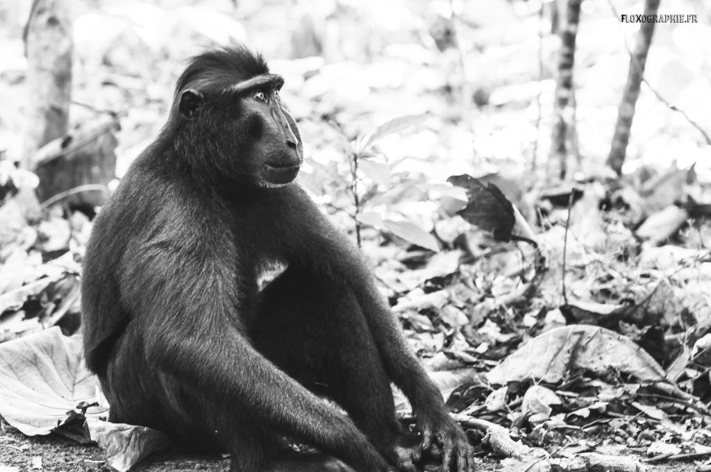 Macaque Noir – 1