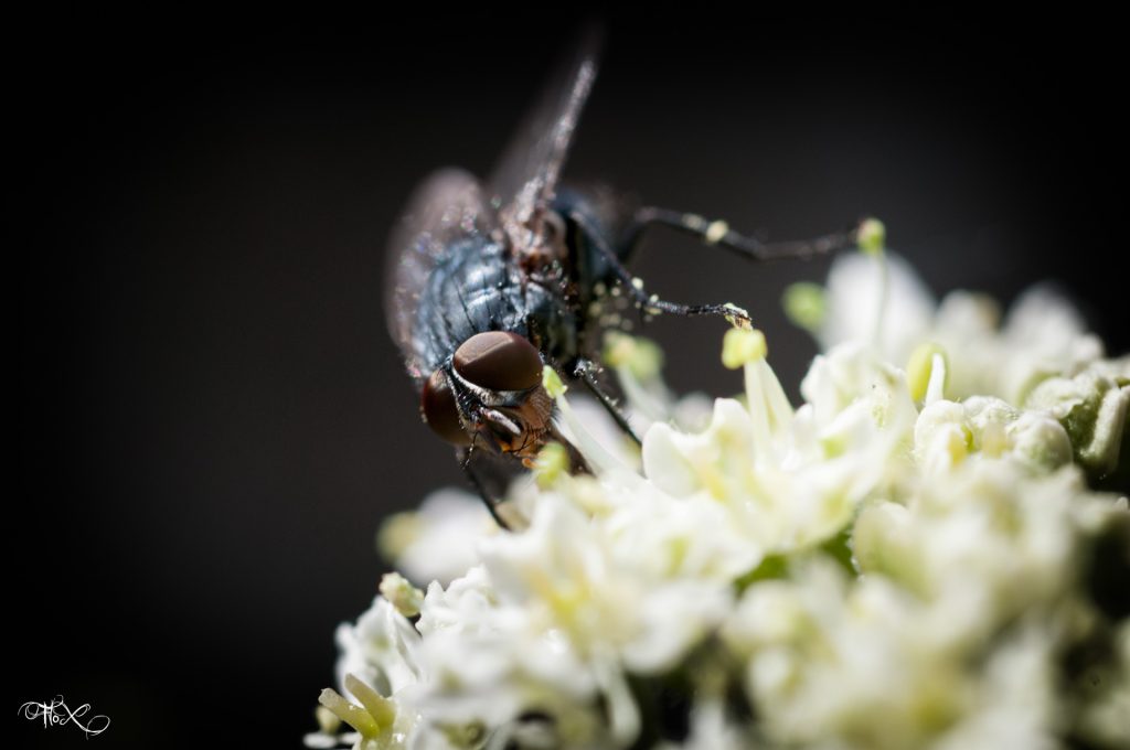 FloXographie-DSC8364-Modifier