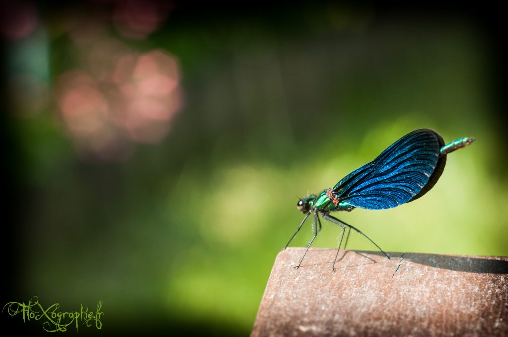 Blue Dragonfly
