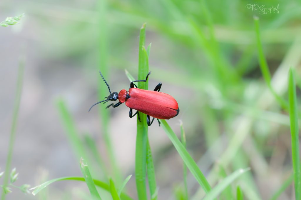 Le Cardinal Rouge