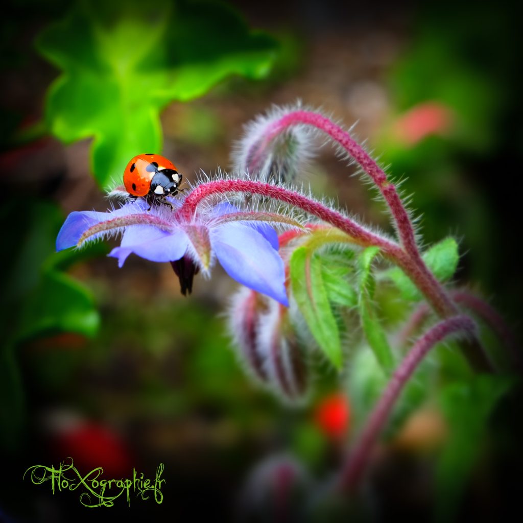 Color Ladybird