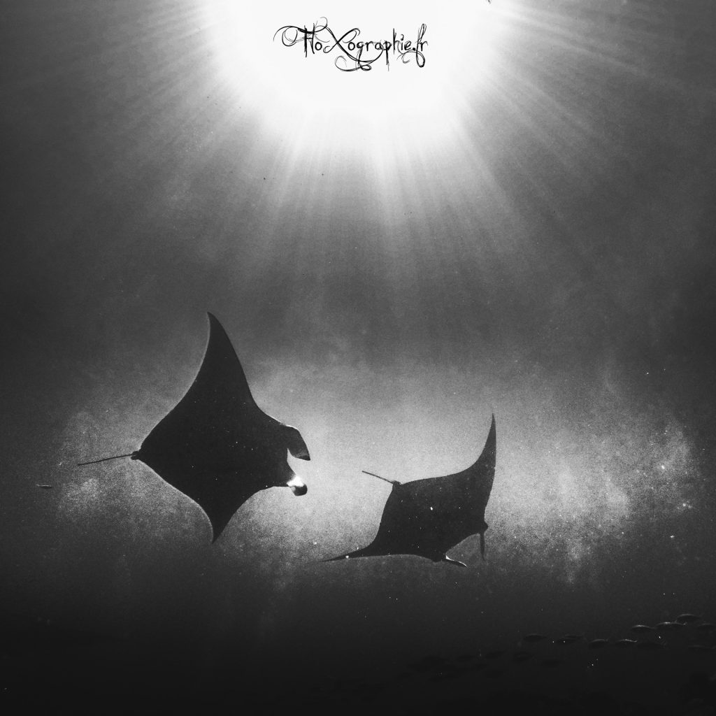 Manta – Love into the deep