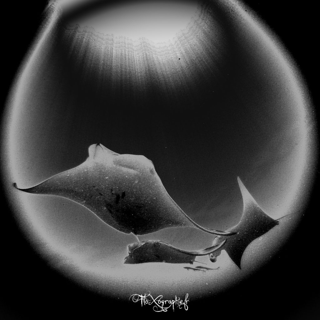 Manta – My little dreamy bubble
