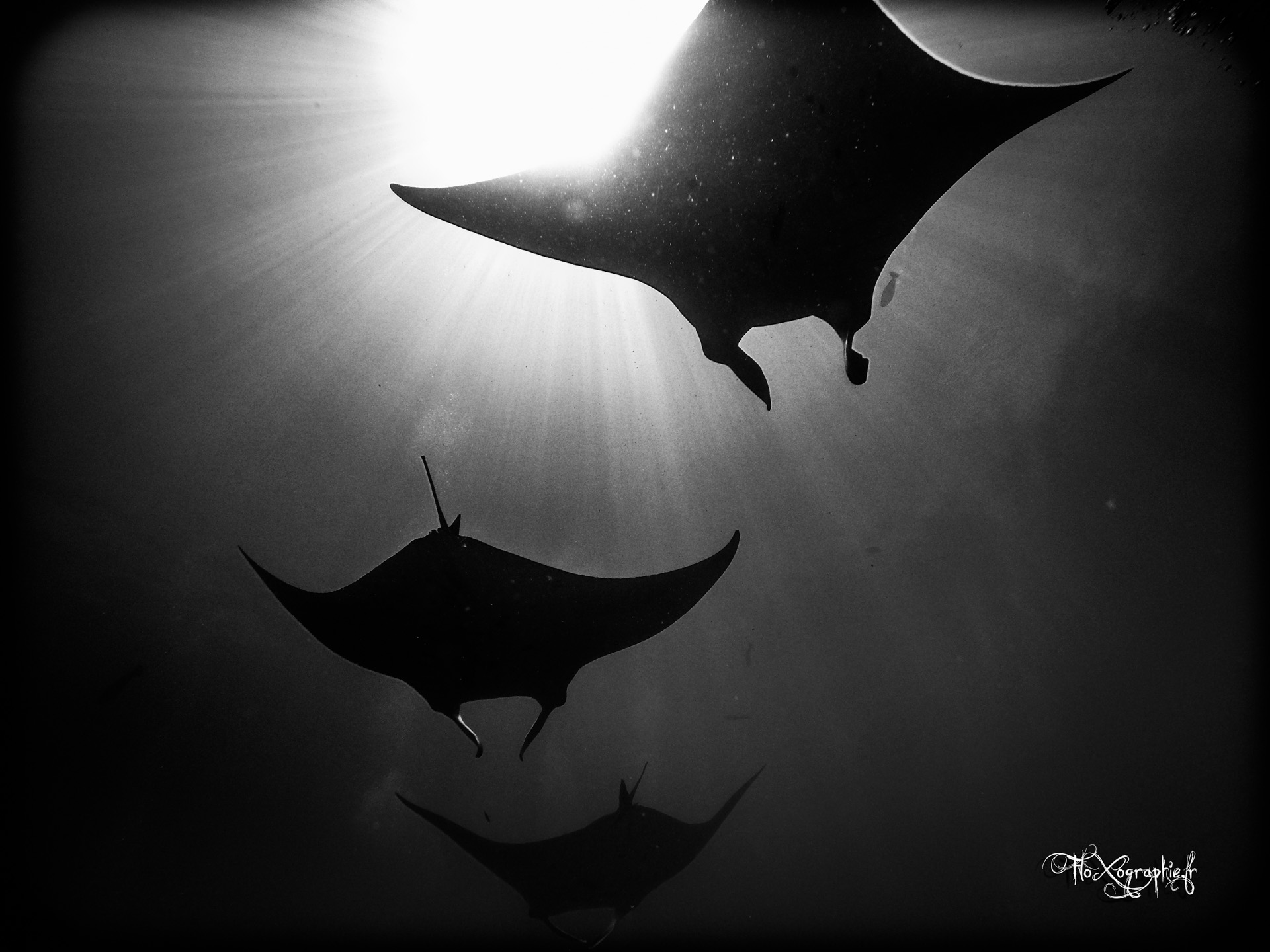 Manta – Follow me