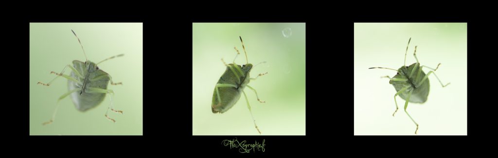 Trip Tik – Wohhh Punaise